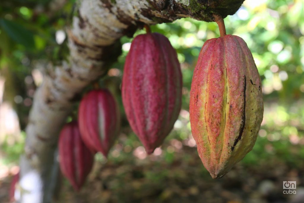Cacao en Baracoa, en el oriente de Cuba. Foto: OnCuba Travel / Archivo.