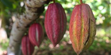 Cacao en Baracoa, en el oriente de Cuba. Foto: OnCuba Travel / Archivo.