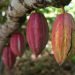 Cacao en Baracoa, en el oriente de Cuba. Foto: OnCuba Travel / Archivo.