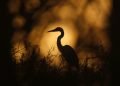 En esta imagen, tomada el 18 de octubre de 2019, una garza real vista en lo alto de un árbol al amanecer, en el Parque Nacional Everglades, cerca de Flamingo, Florida. Foto: AP/Robert F. Bukaty