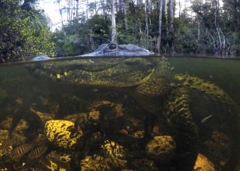 En esta imagen, tomada el 30 de octubre de 2019, un caimán se sumerge en aguas de la Reserva Nacional Big Cypress en Florida. Foto: Robert F. Bukaty / AP.