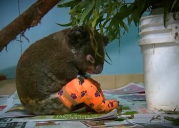 El koala Lewis, rescatado por una mujer, fue tratado durante días en la clínica por las quemaduras causadas por las llamas, pero no sobrevivió. Foto: Hospital de Koalas en Port Macquarie.