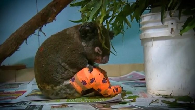 El koala Lewis, rescatado por una mujer, fue tratado durante días en la clínica por las quemaduras causadas por las llamas, pero no sobrevivió. Foto: Hospital de Koalas en Port Macquarie.