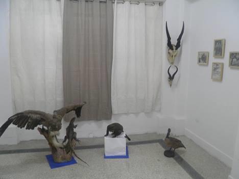Algunas piezas del Museo Nacional de la Medicina Veterinaria de Cuba. Foto: www.tribuna.cu