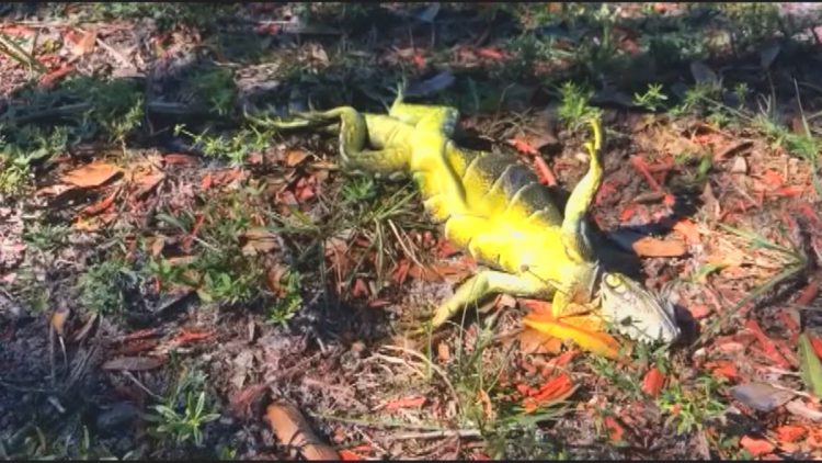 Iguana "congelada" en Florida. Foto: CNN