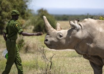 En esta foto de archivo, un agente forestal acaricia a la rinoceronte blanca norteña Najin, una de las dos últimas ejemplares de esta especie en el mundo, en la reserva Ol Pejeta, Kenia. Foto: Ben Curtis / AP / Archivo.