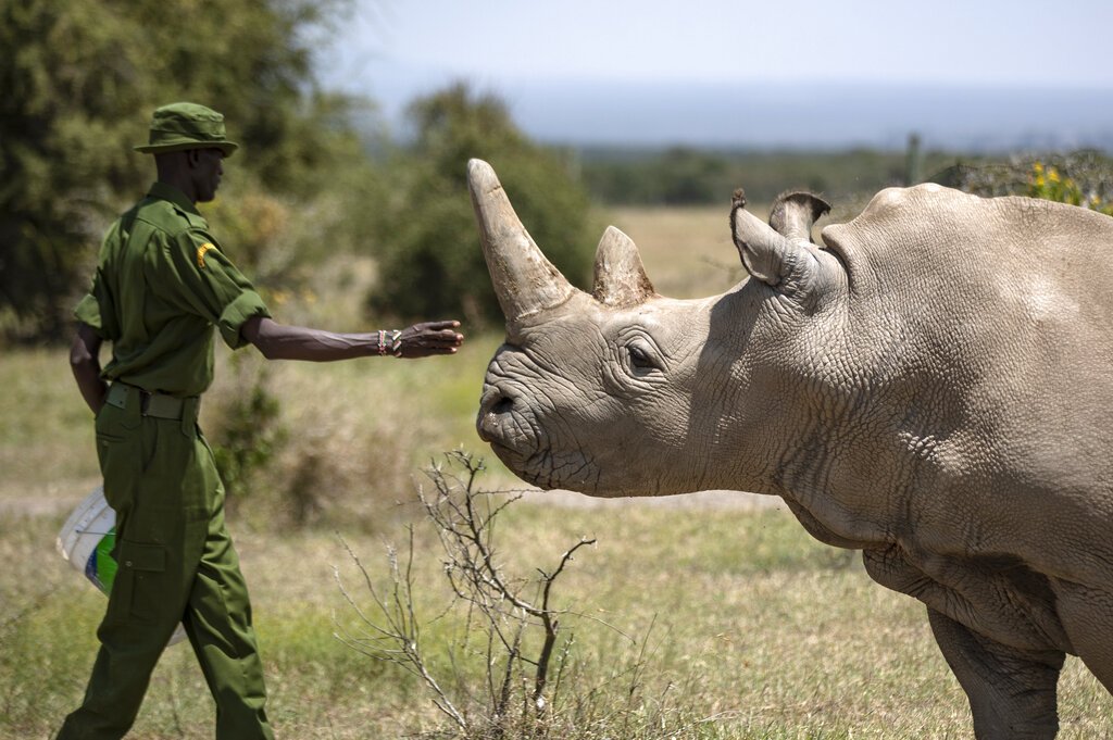 En esta foto de archivo, un agente forestal acaricia a la rinoceronte blanca norteña Najin, una de las dos últimas ejemplares de esta especie en el mundo, en la reserva Ol Pejeta, Kenia. Foto: Ben Curtis / AP / Archivo.