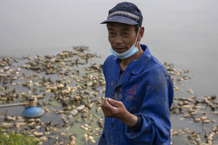 Jiang Yuewu habla sobre su cosecha de raíces de loto en el distrito de Huangpi, en la provincia central china de Wuhan. Foto: Ng Han Guan/AP.