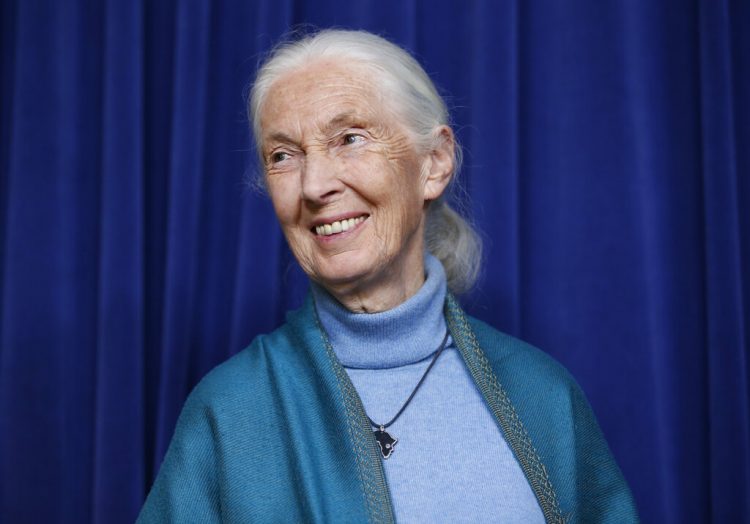 Jane Goodall . Foto: Damian Dovarganes/AP.