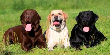 Perros de la raza Labrador. Foto: hogarmania.com / Archivo.