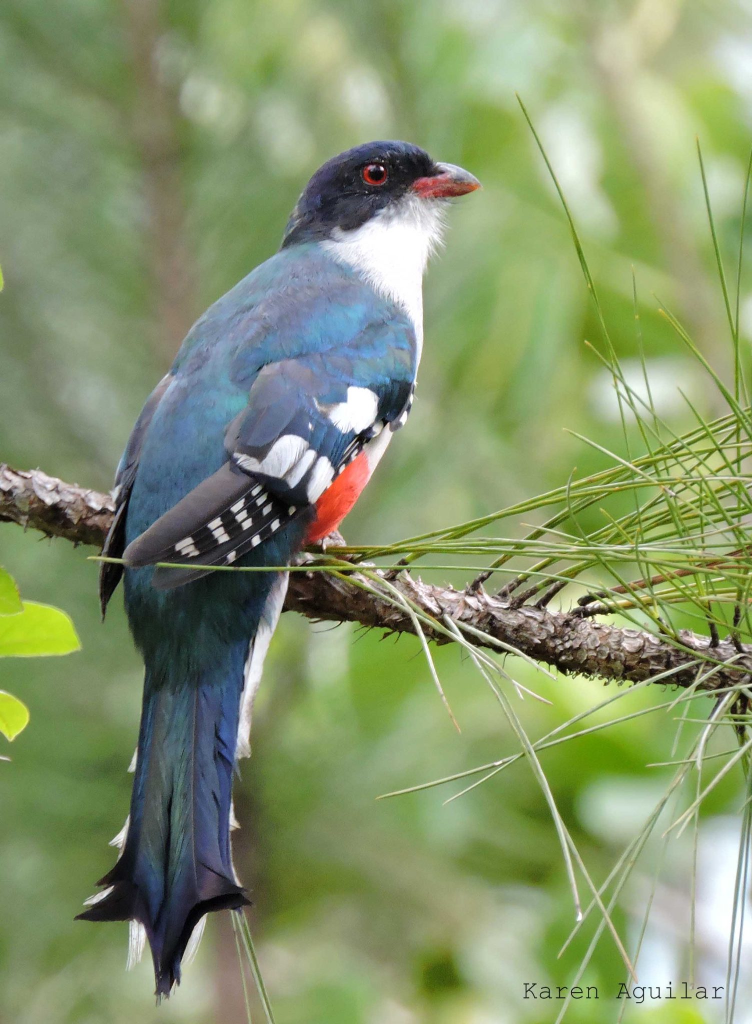 En el día mundial de las aves migratorias: las aves cubanas - OnCubaNews