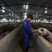 Un empleado examina la condición de un cerdo en una granja porcina del distrito de Zhongjiang, en la provincia suroccidental china de Sichuan. Foto: Li Mengxin/ Xinhua