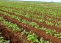 Cultivo de frijoles en Cuba. Foto: granma.cu