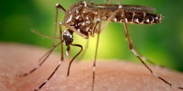 Mosquito de la especie Aedes aegypti, que transmite los virus del dengue, zika y chikungunya. Foto: Foto: EFE/ Centros para el Control y Prevención de Enfermedades de EEUU / Archivo.