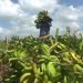 El cultivo de plátano  en la provincia de Holguín también sufrió daños por la tormenta tropical Laura. Foto: Al Día.