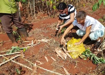 Usufructuarios recogen cosecha de yuca en Camagüey. Foto: YouTube.