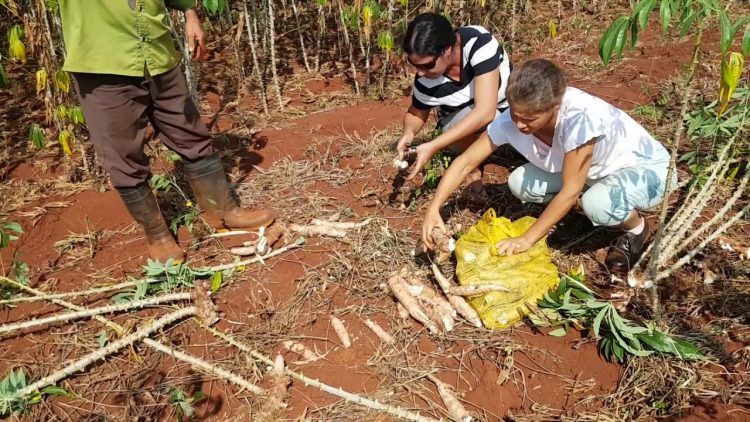 Usufructuarios recogen cosecha de yuca en Camagüey. Foto: YouTube.