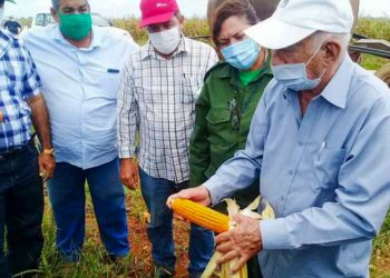 José Ramón Machado Ventura, segundo secretario del Partido, revisa la cosecha de maíz híbrido transgénico en Sancti Spíritus. Foto: Prensa Latina.