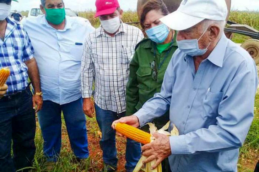 José Ramón Machado Ventura, segundo secretario del Partido, revisa la cosecha de maíz híbrido transgénico en Sancti Spíritus. Foto: Prensa Latina.