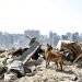 Un perro del equipo de rescate francés busca sobrevivientes en el lugar de la explosión masiva en el puerto de Beirut. Foto: Thibault Camus/AP.