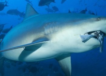 En 2019 Estados Unidos fue el país donde hubo más ataques no provocados de tiburones a humanos. Imagen de un tiburón Toro. Foto: aquaworld.com.mx.