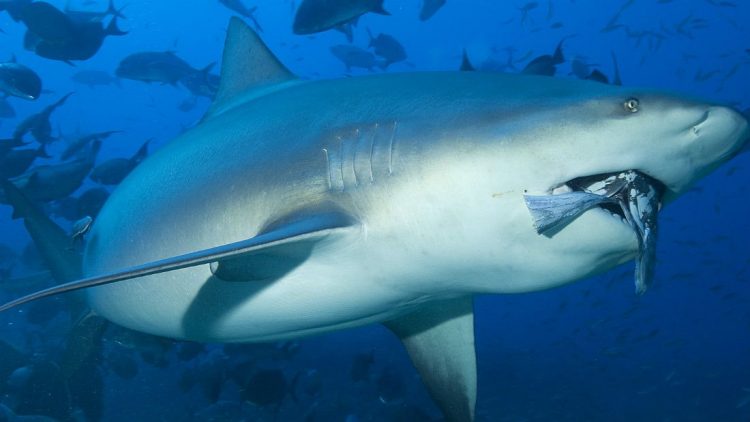 En 2019 Estados Unidos fue el país donde hubo más ataques no provocados de tiburones a humanos. Imagen de un tiburón Toro. Foto: aquaworld.com.mx.
