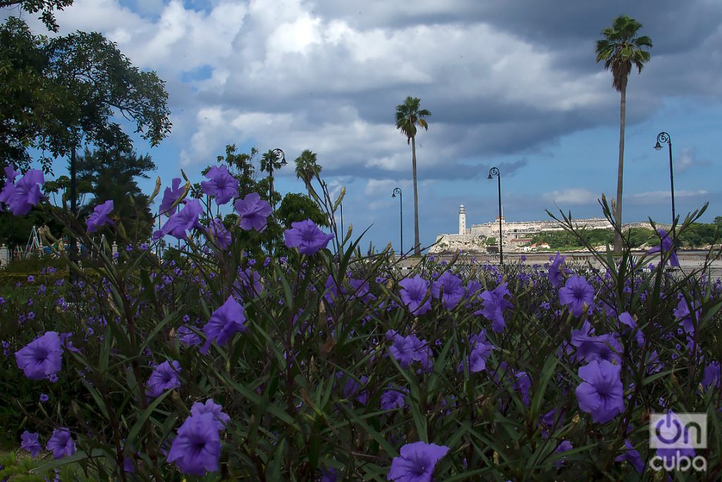 Vista lejana del Castillo del Morro, desde un parque al otro lado de la bahía de La Habana. Foto: Otmaro Rodríguez.