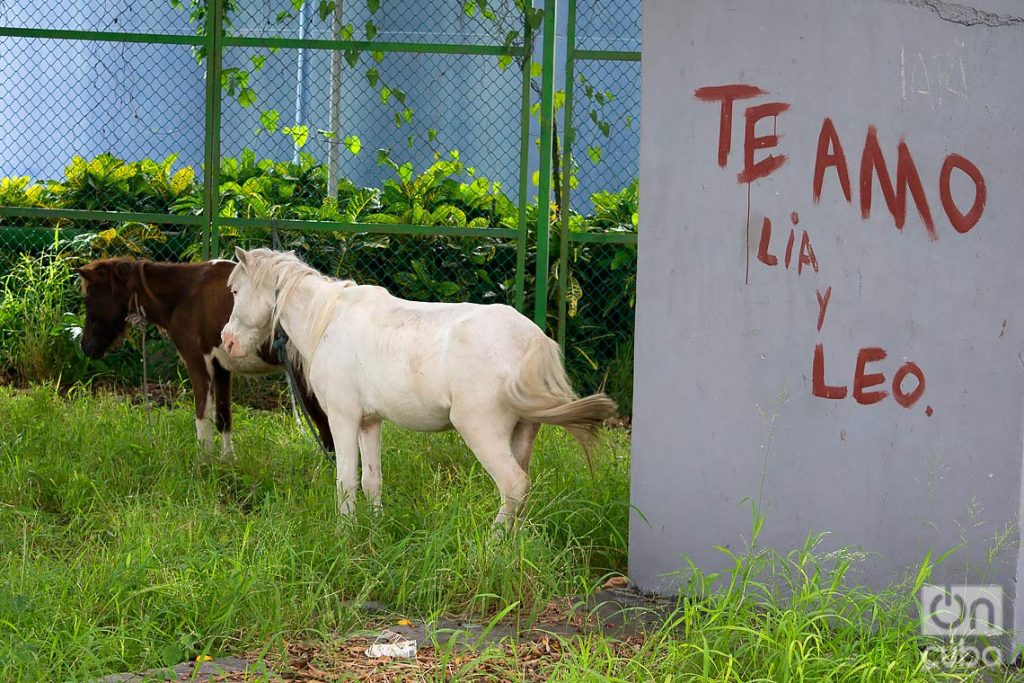 Dos caballos ponis pastan en un parque de La Habana, durante la desescalada post COVID-19. Foto: Otmaro Rodríguez.