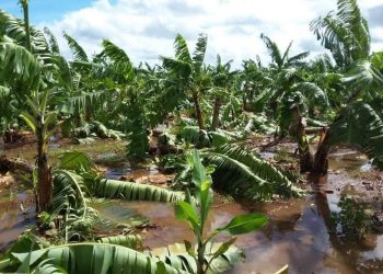 Una parte de los 3500 quintales del banano afectado serán vendidas a la población en Ciego de Ávila, informa la prensa local. Foto: twitter.com/Invasorpress