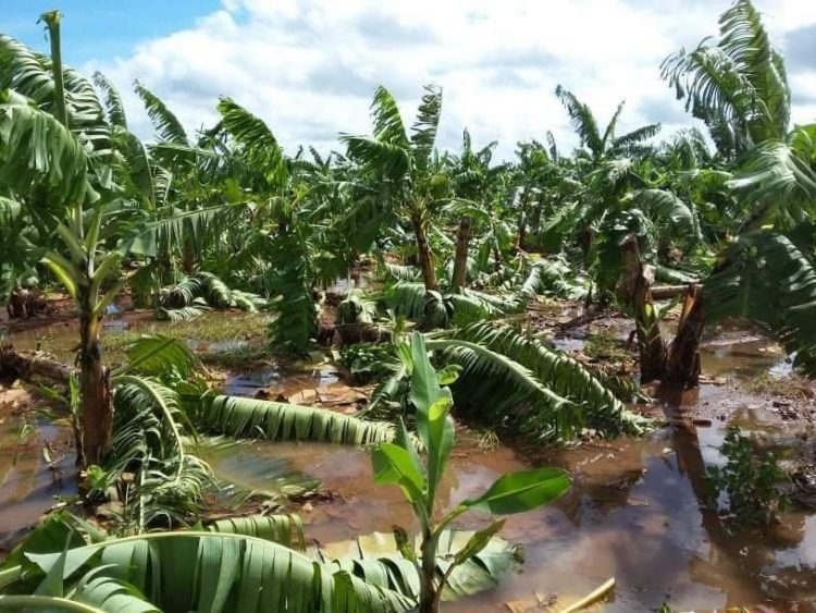 Una parte de los 3500 quintales del banano afectado serán vendidas a la población en Ciego de Ávila, informa la prensa local. Foto: twitter.com/Invasorpress