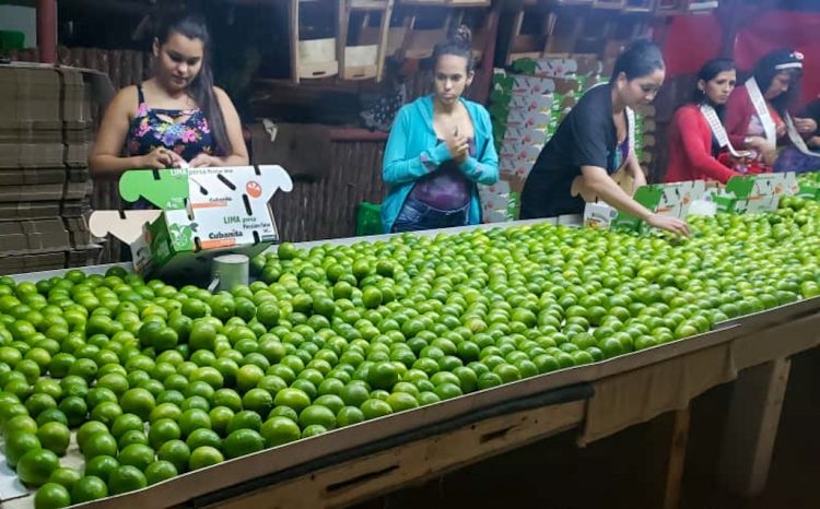 Trabajadoras de la finca privada La Esperanza, en Cuba, preparan limas para la exportación. Foto: Cubadebate / Archivo.