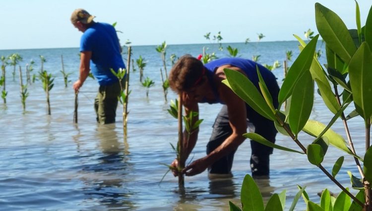 Los manglares están presentes en el 70% de las costas cubanas. Comunidades del litoral participan en una iniciativa para regenerarlos. Foto: PNUD Cuba/ news.un.org