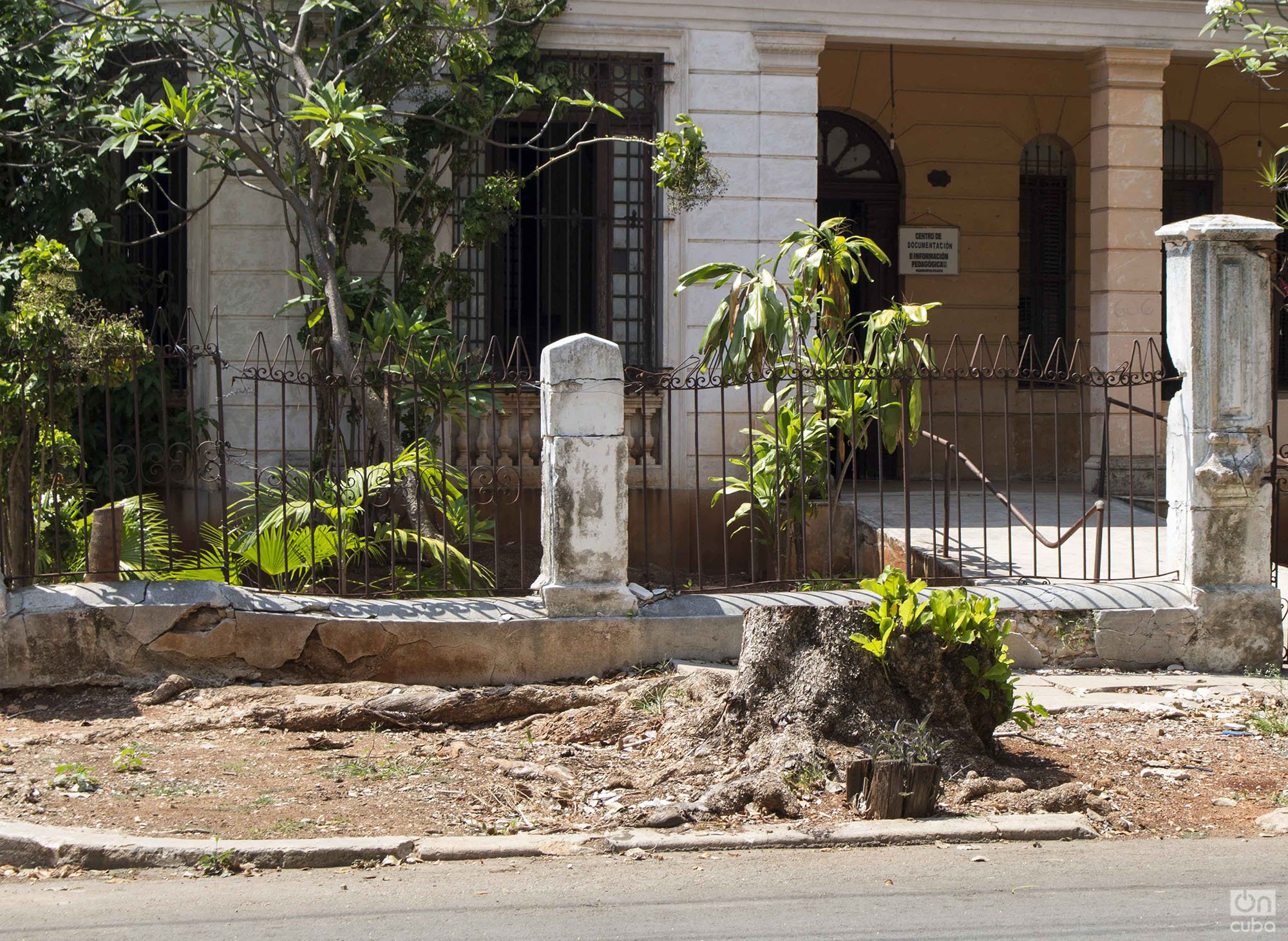 Tree felled on 15th street, denounced by the Habana Verde Facebook group. Photo: Yoel Rodríguez