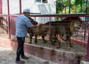 Dos de los leones que escaparon del zoológico de Camagüey, junto con su domador, este 18 de mayo de 2021. Foto: Leandro A. Pérez / Facebook.