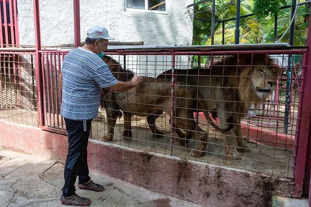 Controlan escape de tres leones en el zoológico de Camagüey | OnCubaNews