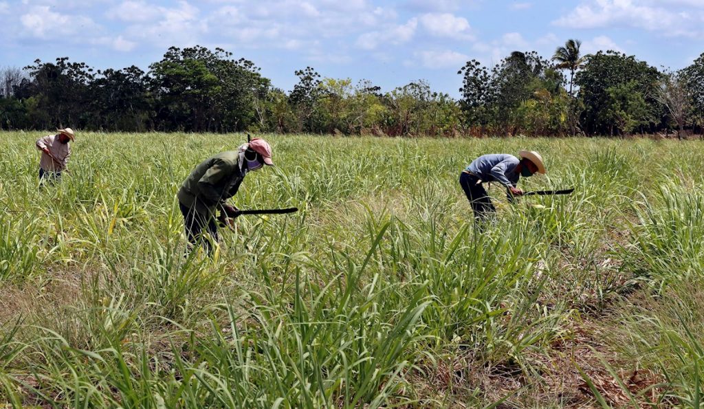 Campesinos trabajan en un cultivo de caña de azúcar, el 29 de abril de 2021 en Madruga, Mayabeque (Cuba). Foto: EFE/Ernesto Mastrascusa/Archivo.