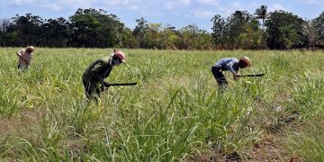 Campesinos trabajan en un cultivo de caña de azúcar, el 29 de abril de 2021 en Madruga, Mayabeque (Cuba). Foto: EFE/Ernesto Mastrascusa/Archivo.