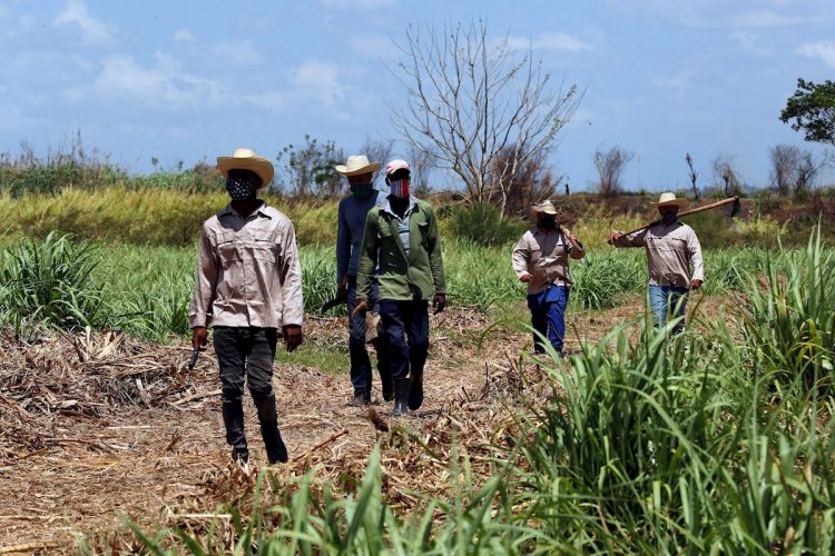 Campesinos caminan tras terminar sus labores en un cultivo de caña de azúcar, el 29 de abril de 2021 en Madruga, Mayabeque (Cuba). Foto: Ernesto Mastrascusa/Efe.