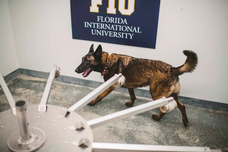 Fotografía cedida por la Universidad Internacional de Florida (FIU) donde se muestra uno de los cuatro perros "certificados" como detectores de la COVID-19, en EEUU. Foto: Fiu Margi Rentis / EFE.