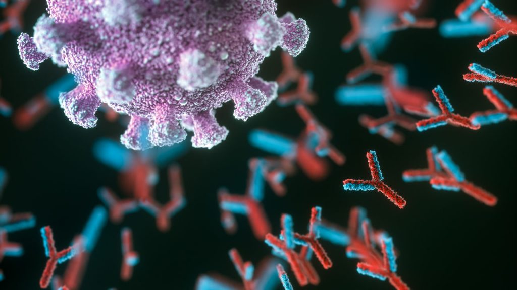 Ilustración de anticuerpos (rojo y azul) que responden a una infección por el coronavirus SARS-CoV-2. Imagen: biomedical.com.pe / Archivo.