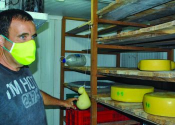 El campesino cubano Raúl Abreu, conocido como "El Rey del Queso", en su fábrica artesanal en la provincia de Artemisa. Foto: artemisadiario.cu