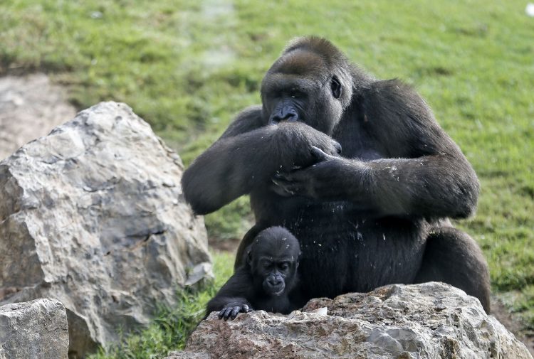 Foto de archivo de una gorila con su cría. Foto: EFE / Archivo.