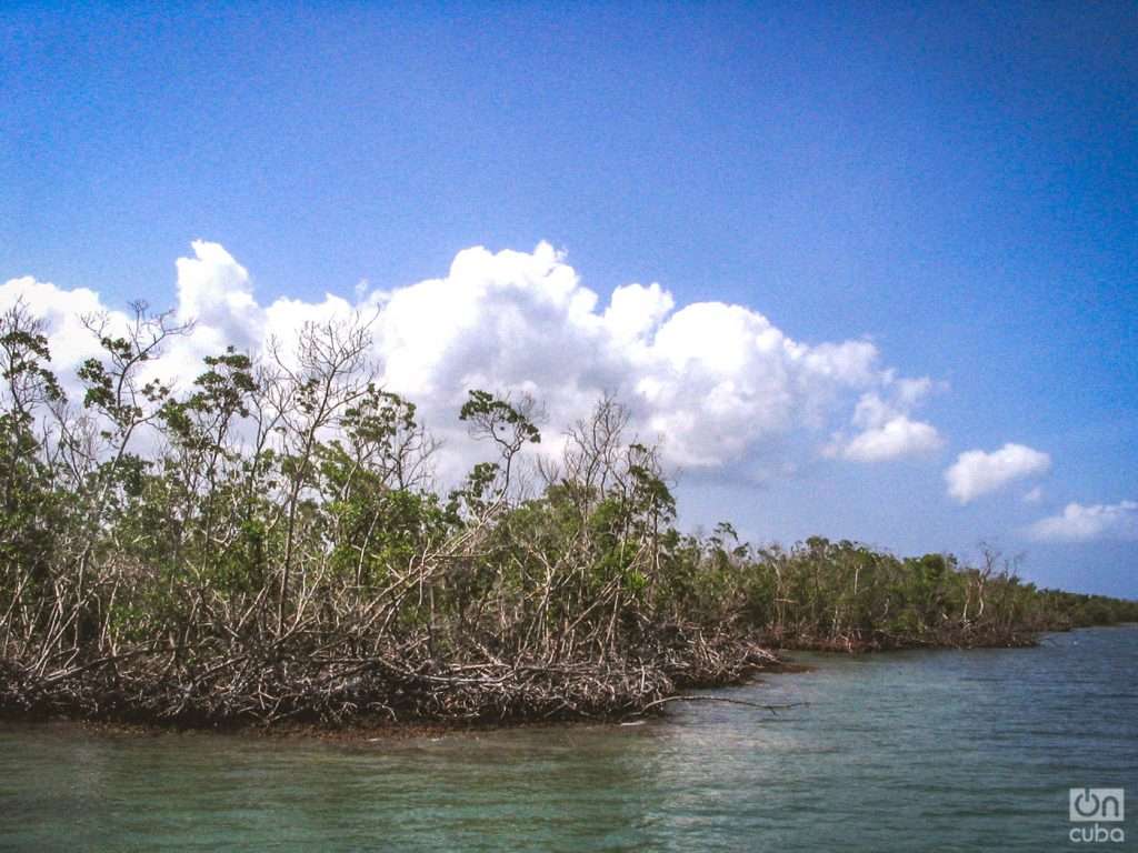 MManglares del Parque Nacional Desembarco del Granma, en el oriente de Cuba. Foto: Archivo OnCuba.anglares del Parque Nacional Desembarco del Granma, en el oriente de Cuba.