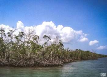 MManglares del Parque Nacional Desembarco del Granma, en el oriente de Cuba. Foto: Archivo OnCuba.anglares del Parque Nacional Desembarco del Granma, en el oriente de Cuba.