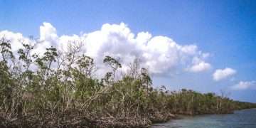 MManglares del Parque Nacional Desembarco del Granma, en el oriente de Cuba. Foto: Archivo OnCuba.anglares del Parque Nacional Desembarco del Granma, en el oriente de Cuba.