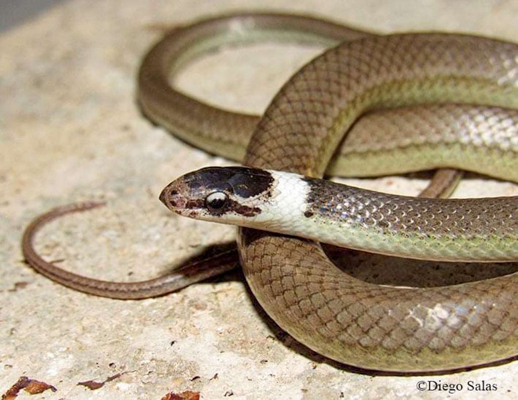 Ejemplar de una nueva especie de serpiente identificada en Cuba, denominada Arrhyton albicollum. Foto: Diego Salas vía Luis Manuel Díaz Beltrán / Facebook.