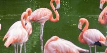 Flamencos en el Jardín Zoológico de La Habana, más conocido como Zoológico de 26. Foto: Otmaro Rodríguez / Archivo.