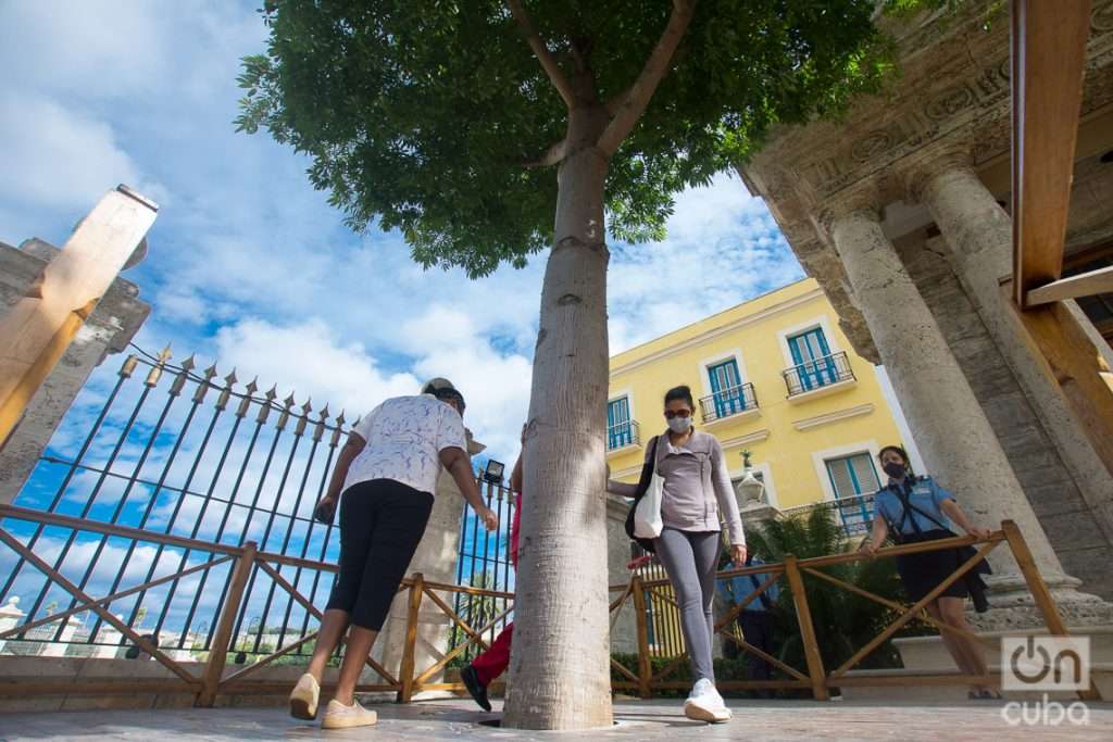 Personas le dan tres vueltas a la ceiba del Templete, en la mañana del 16 de noviembre de 2021, en el aniversario 502 de la fundación de la Villa de San Cristóbal de La Habana. Foto: Otmaro Rodríguez.