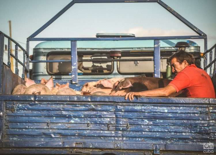 Ante la falta de pienso, las autoridades del sector agropecuario han pedido a los productores utilizar otras opciones como la siembra de yuca o maíz para alimentar a los cerdos. Foto: Kaloian.