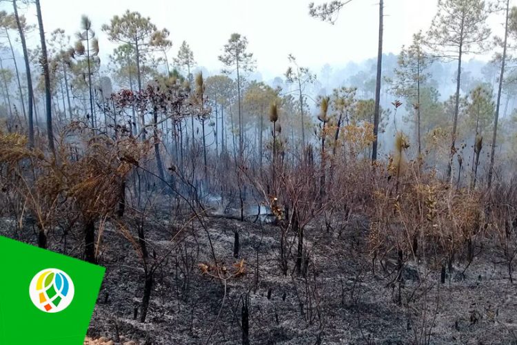 Imagen de los daños causados por un incendio forestal en la occidental provincia cubana de Pinar del Río Foto: Telepinar.